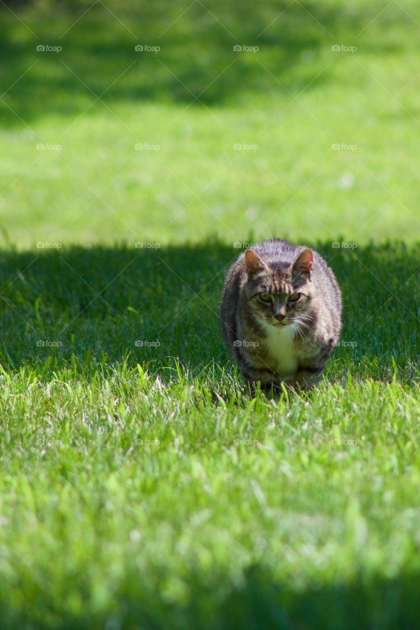A grey tabby walking in the grass toward the camera