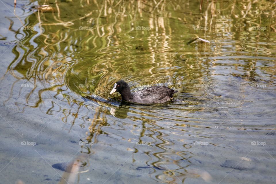 Bird water