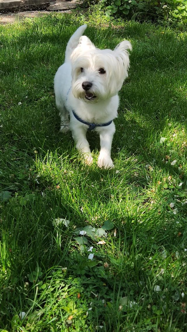 Westie for a walk