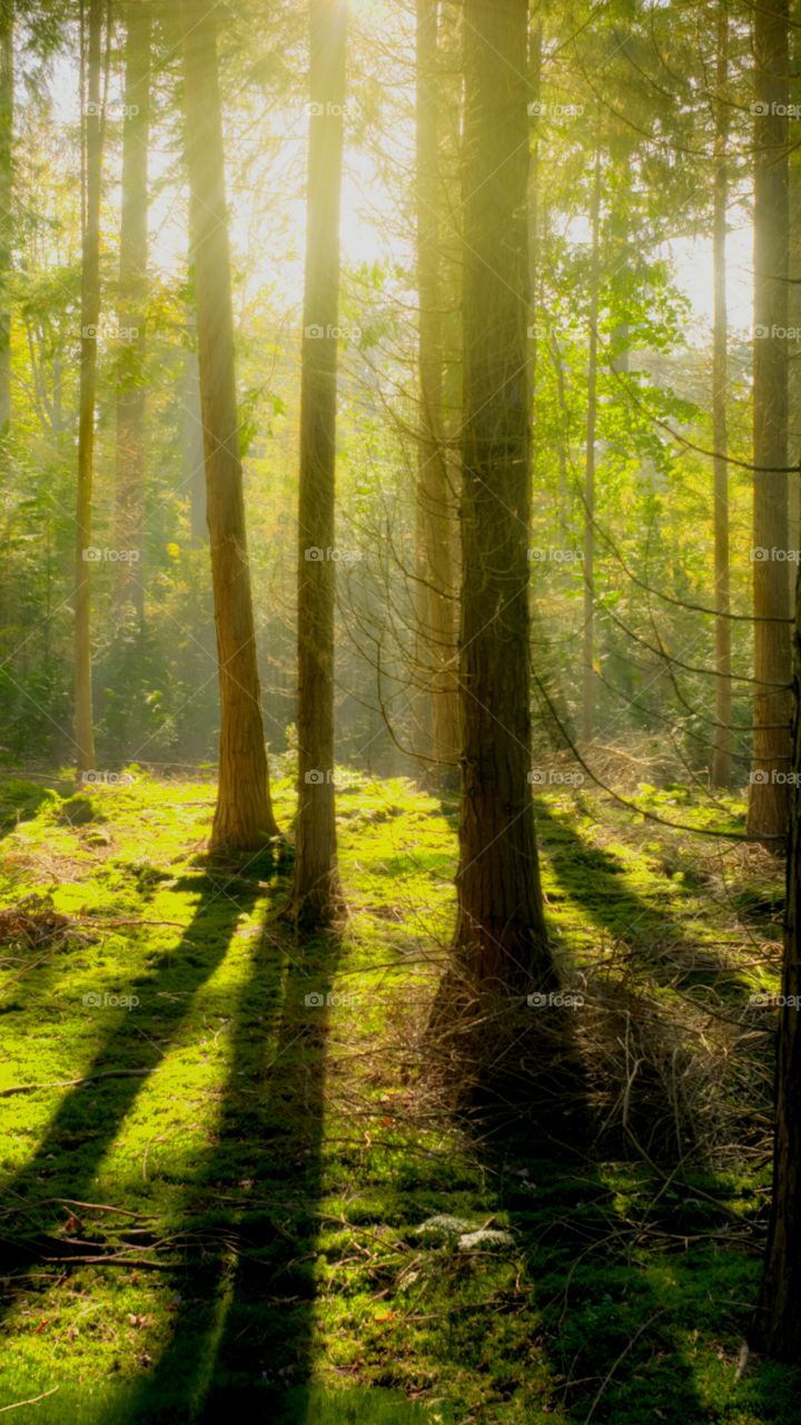amazing tree beautiful