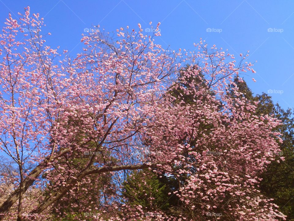 cherry blossom . cherry blossom 