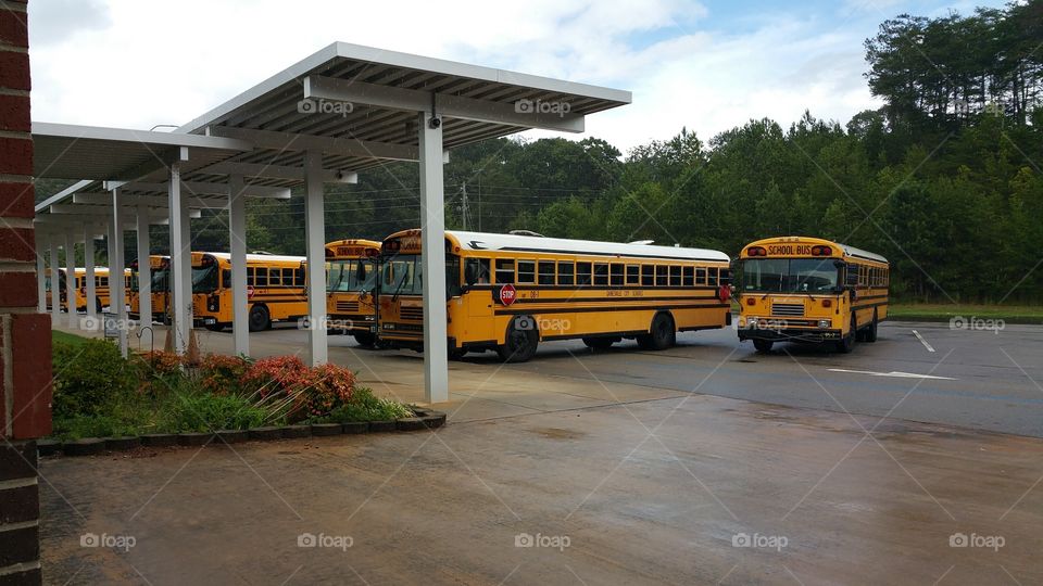 school buses. school buses