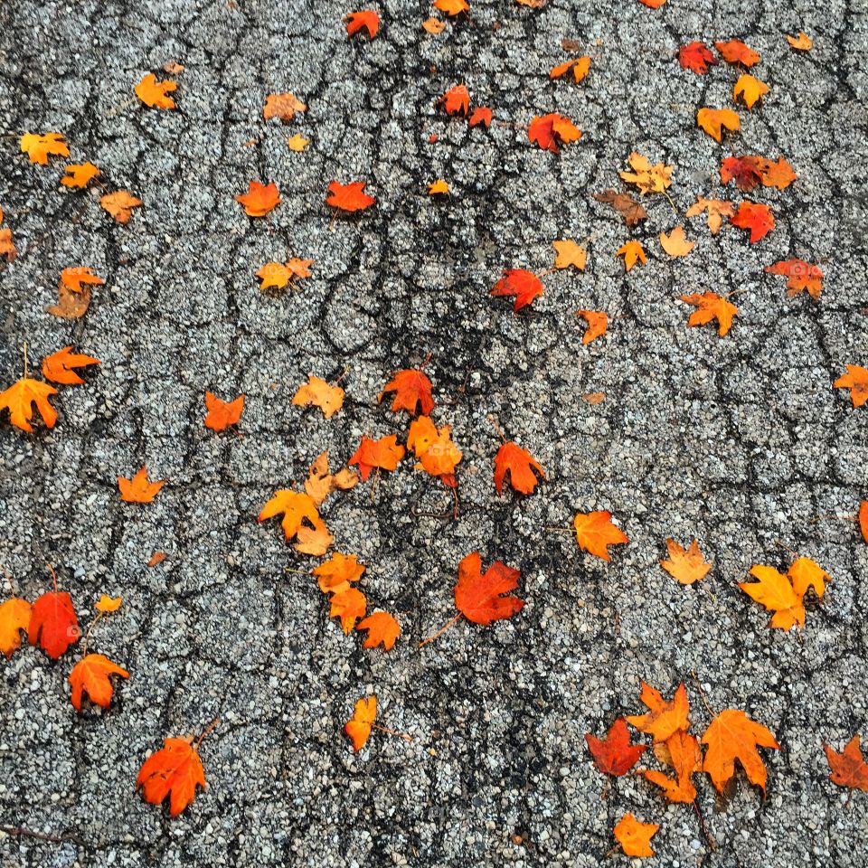 Elevated view of maple leaf