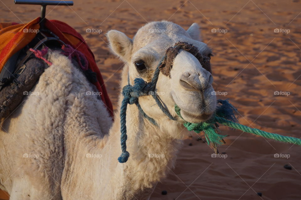 sahara camel
