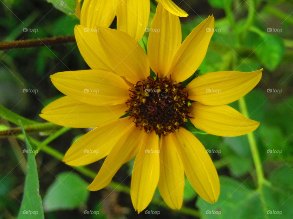 Helianthus debilis is a species of sunflower known by the common names cucumberleaf sunflower, beach sunflower, weak sunflower, and East Coast dune sunflower