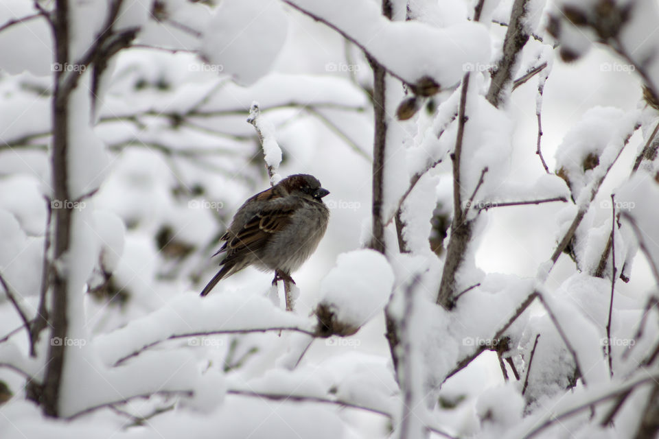 Bird perching on branch in winter