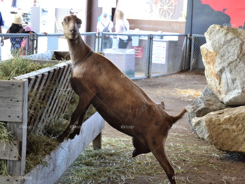 Strange goat in petting zoo 