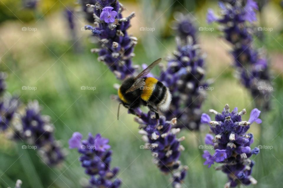 bee and flowers