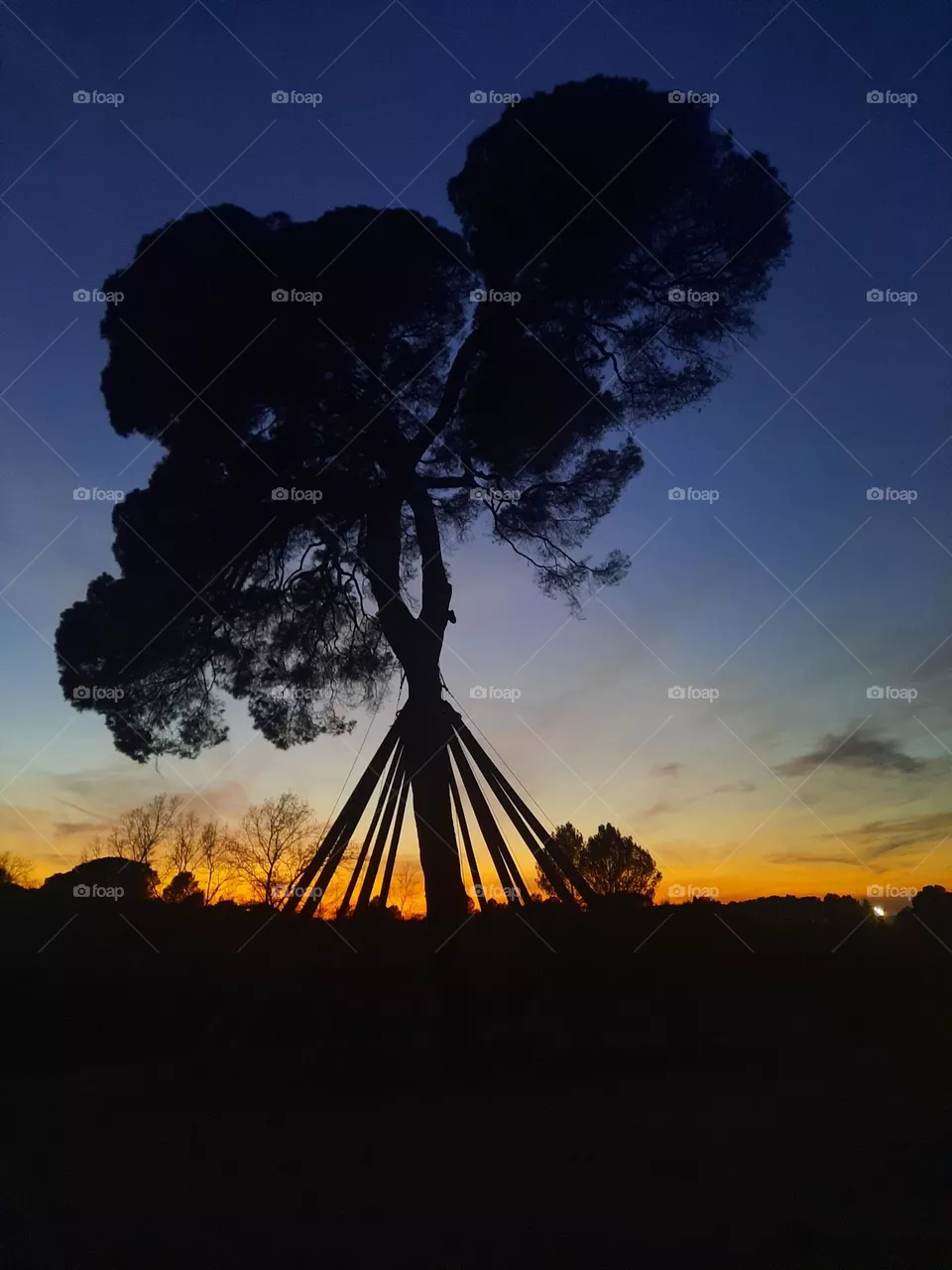 El Pi d'en Xandri