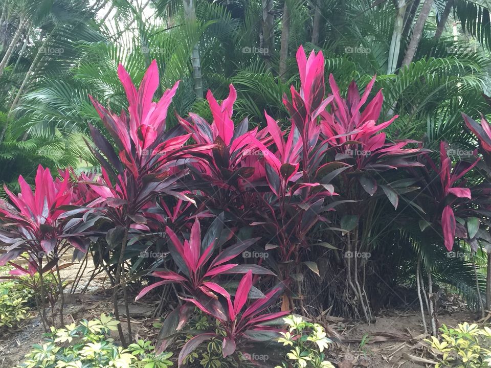 Puerto Rico Botanical Gardens 