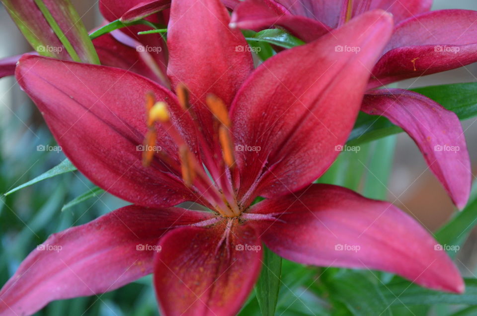 Red Lillies