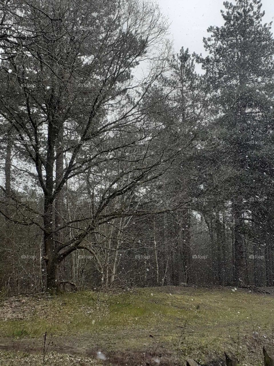 Forest with falling snowflakes