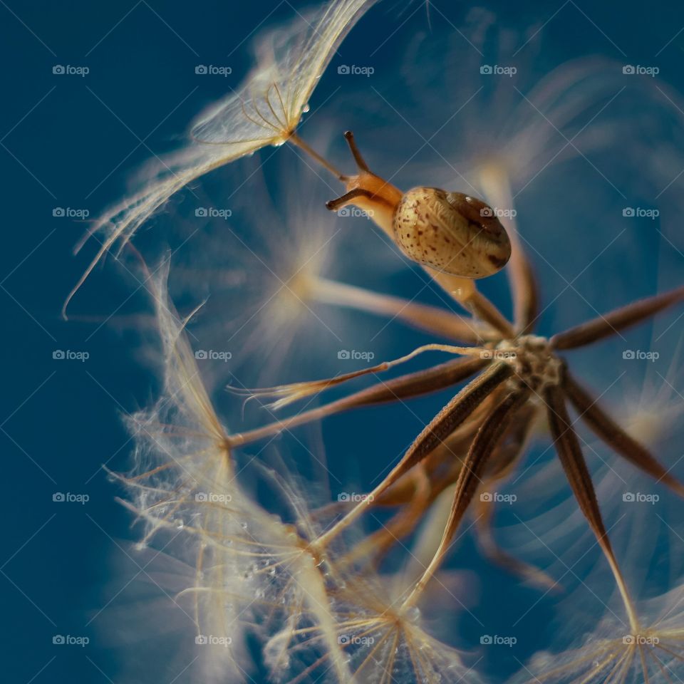 Snail on dandelion 