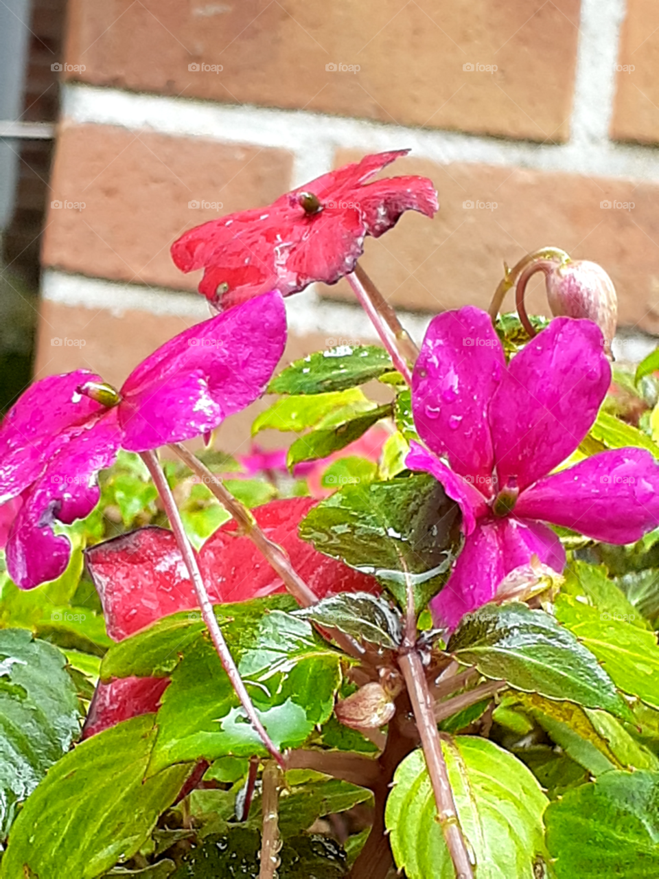 portrait of a flower