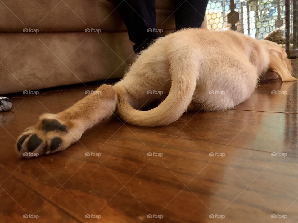 Puppy lying down napping after play
