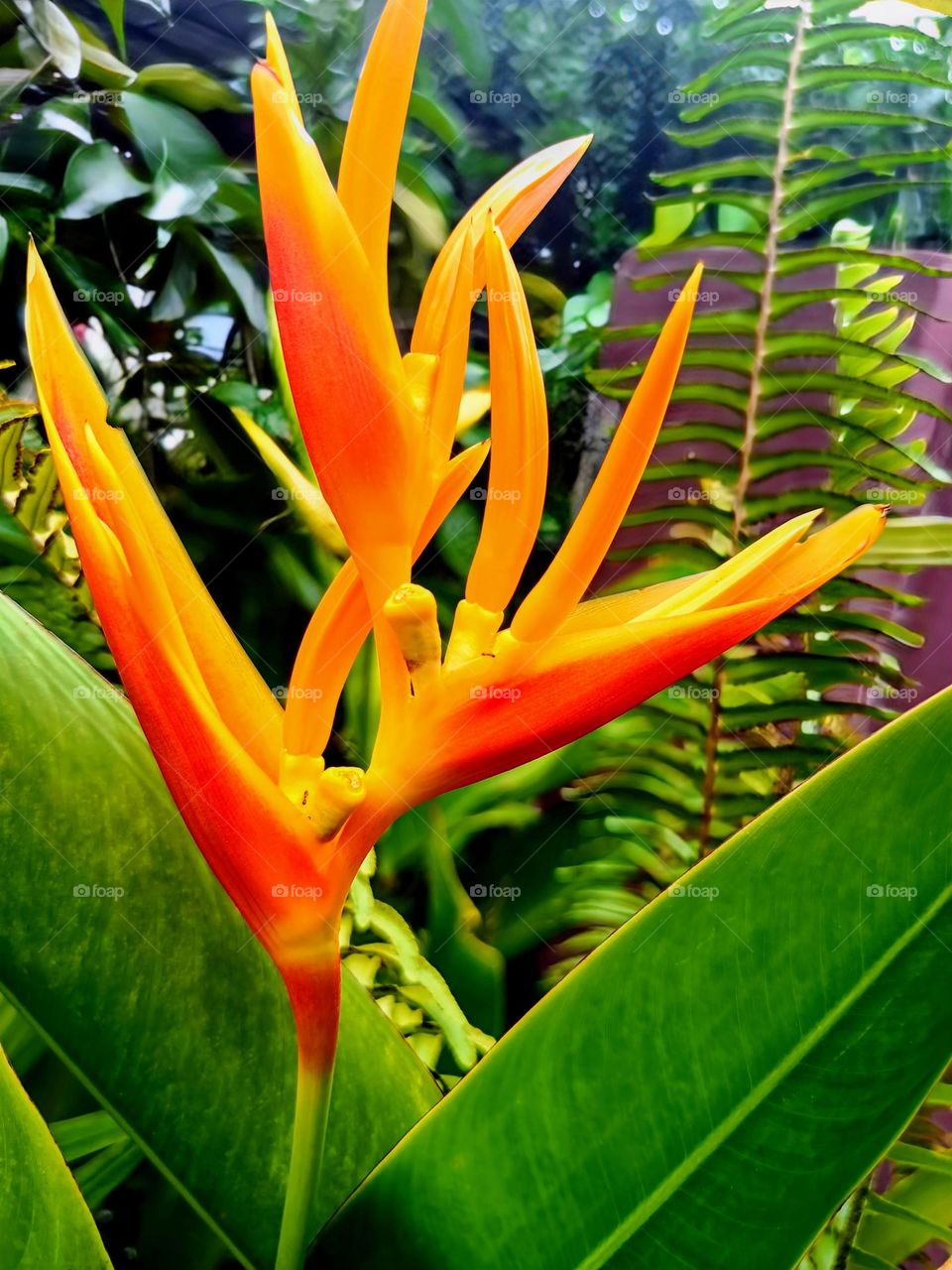 Heliconia pisttachorum (Heliconiaceae).