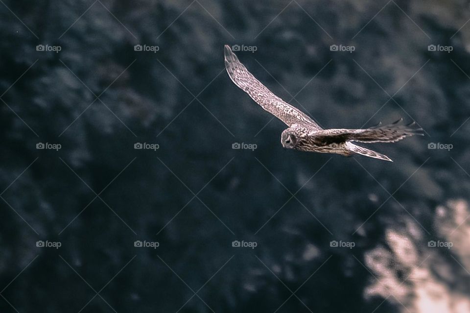 short eared owl