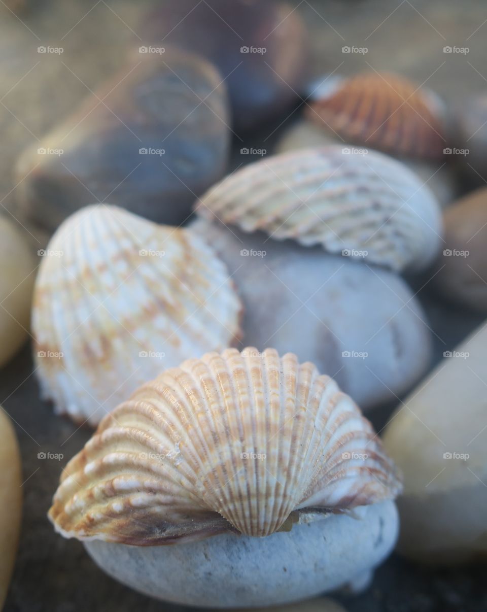 Close-up of animal shells