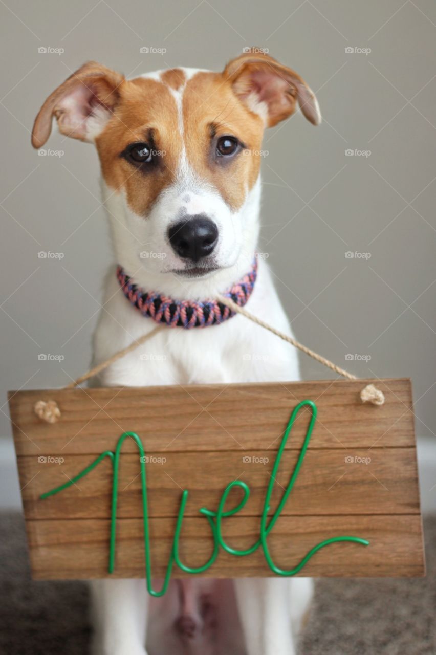 Puppy with christmas sign hanging around neck. 