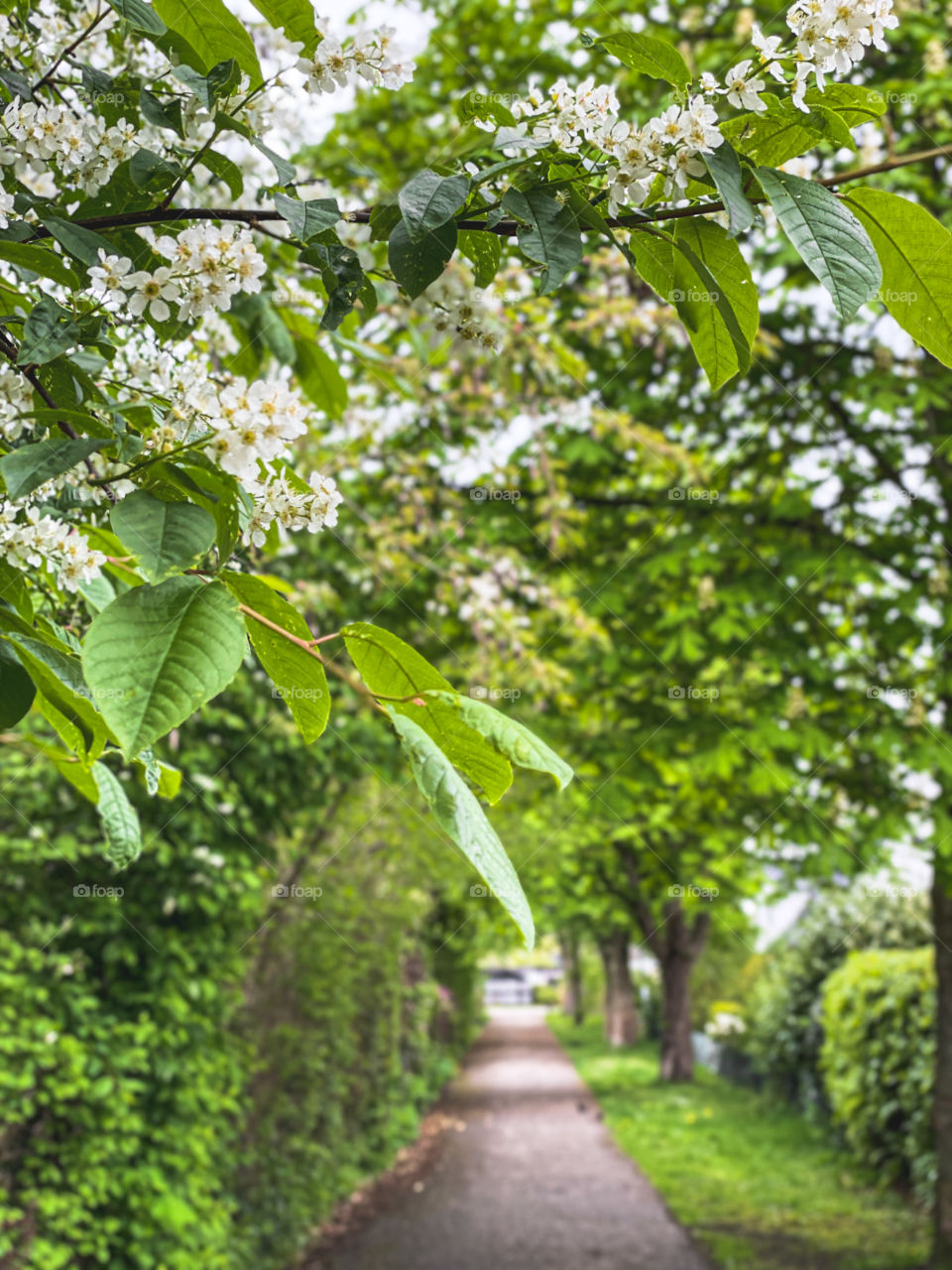 A road between green trees