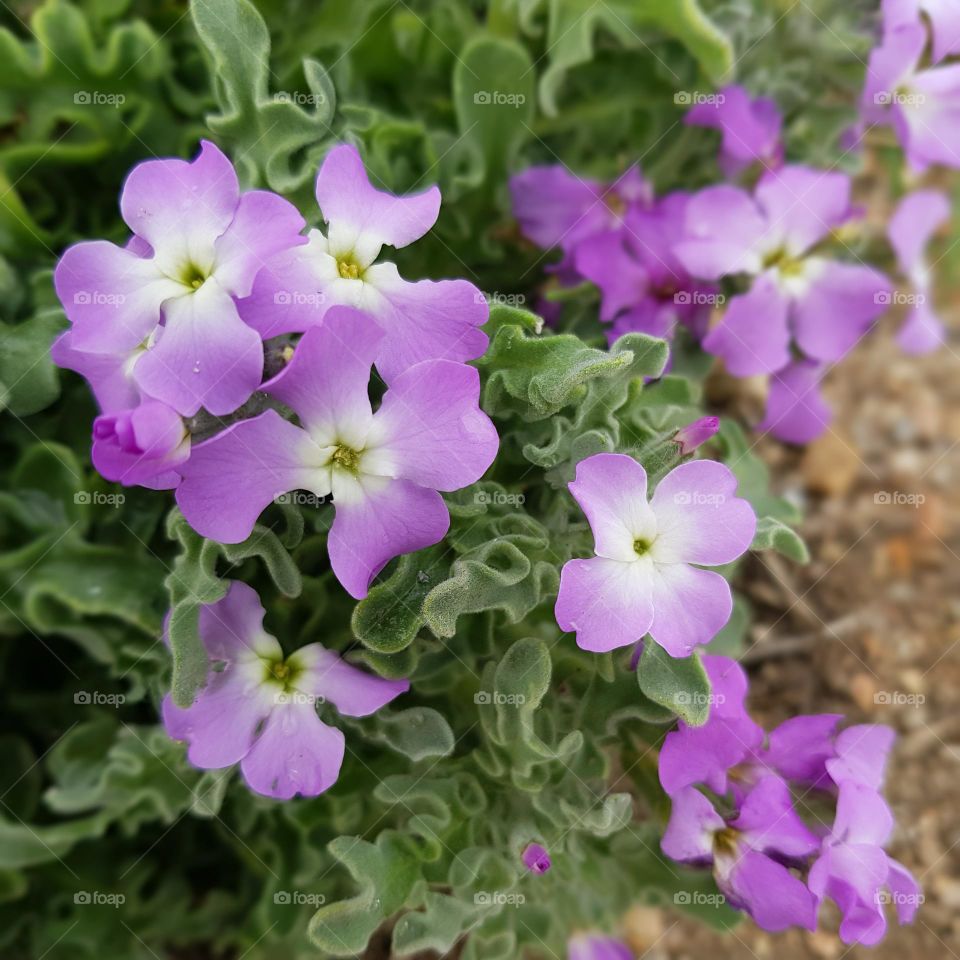 Fleurs du bord de mer