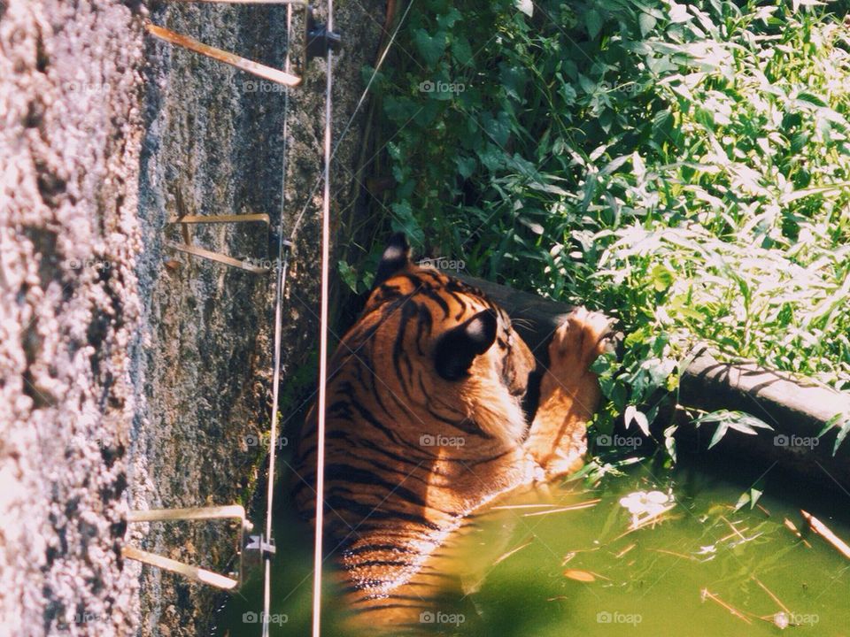 A Malayan Tiger