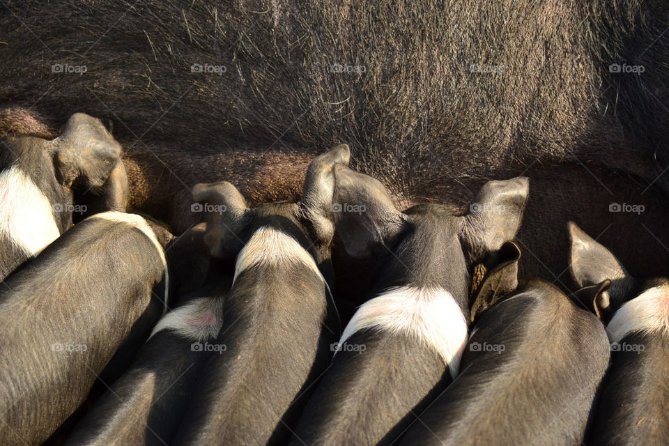 Little piglets feeing on mother