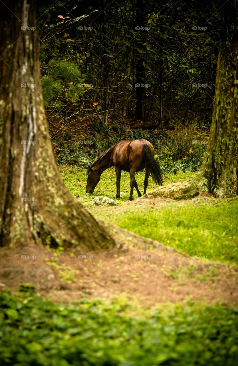 horse's in Hawaii, hanging out in the forest.