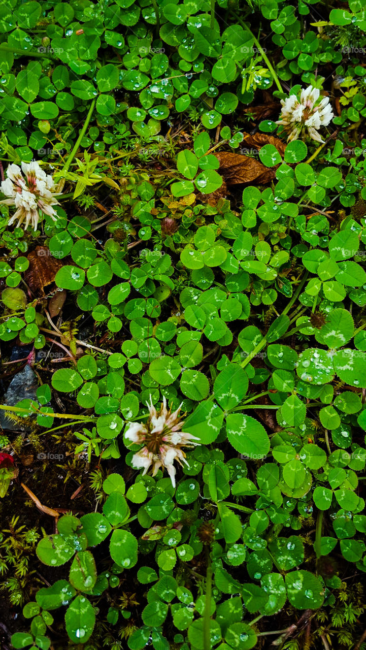 Flower, Clover, Flora, Nature, Leaf