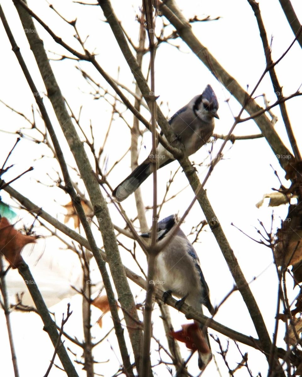 The wonderful world of birds. This pair is checking out an abandoned squirrel’s nest, high up in a tree. 