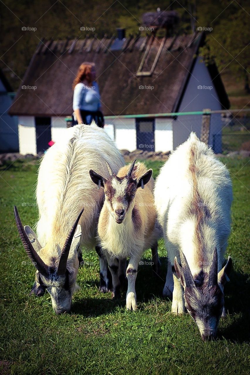 Three goats 