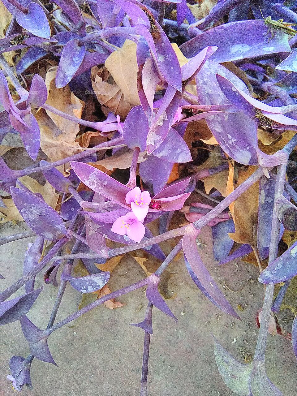 wild nature 2017. plants