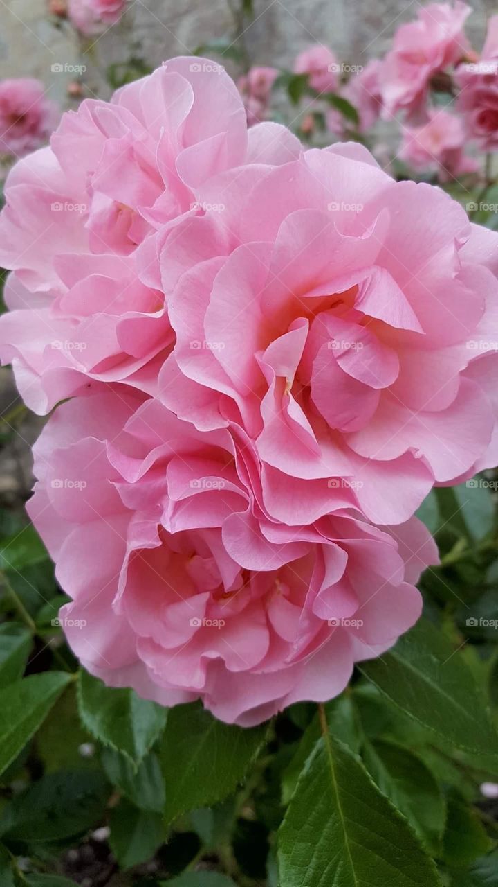 Beautiful pink roses. Love pink flowers.