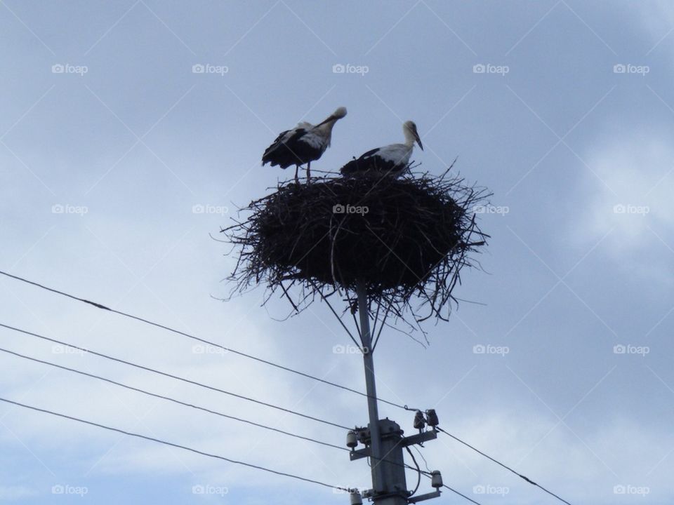 Stork nest