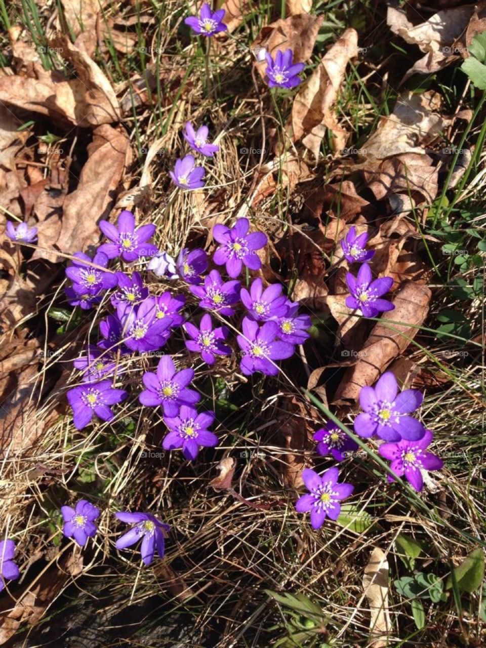 Spring flowers