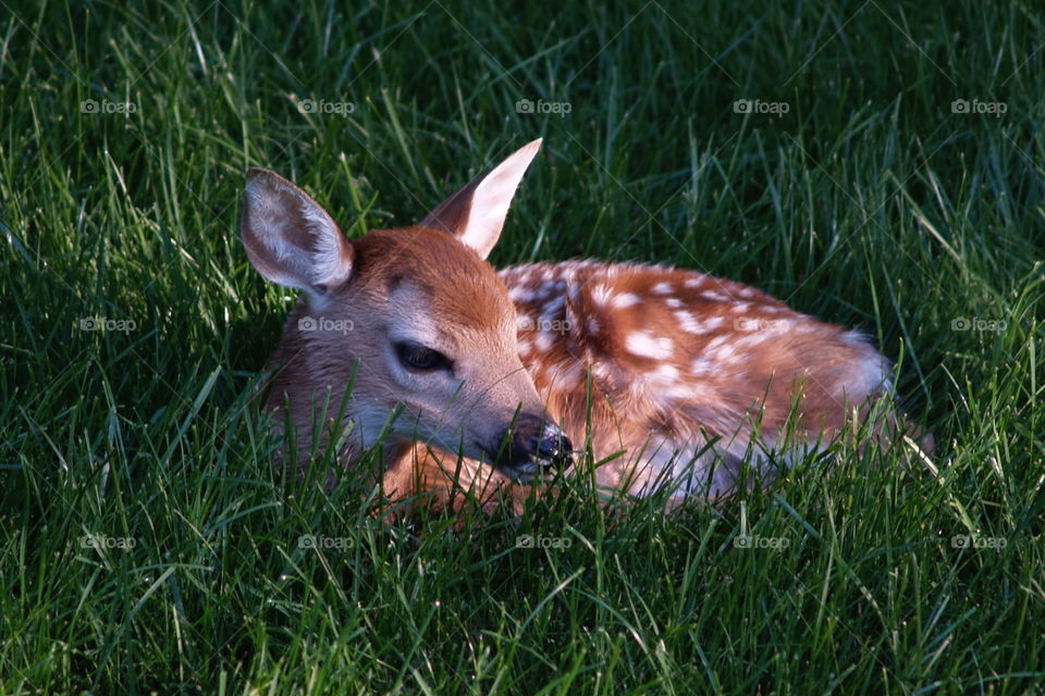 Fawn in grass