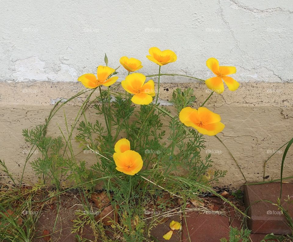 blühen Blüten Blume Sommer summer gelb yellow Pflanze green grün hauswand wand