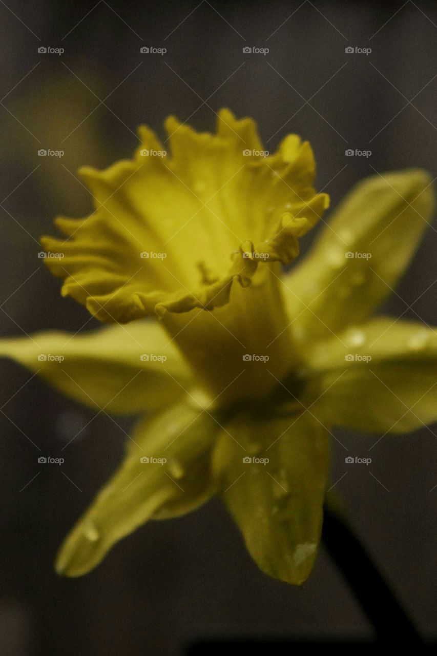 Close-up of daffodil flower