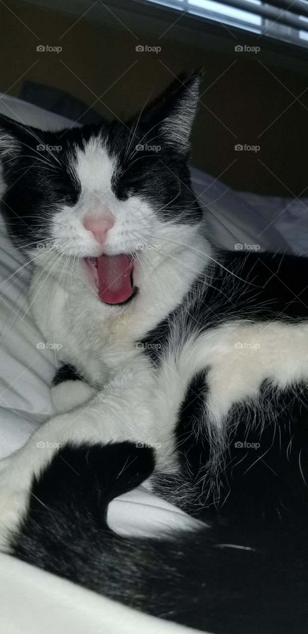 being woken up from a lovely cat nap