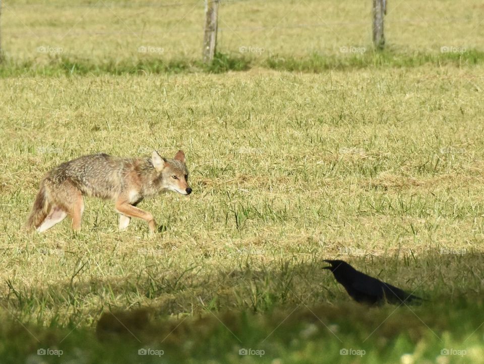 Scrawny Wiley Coyote looking at a crow