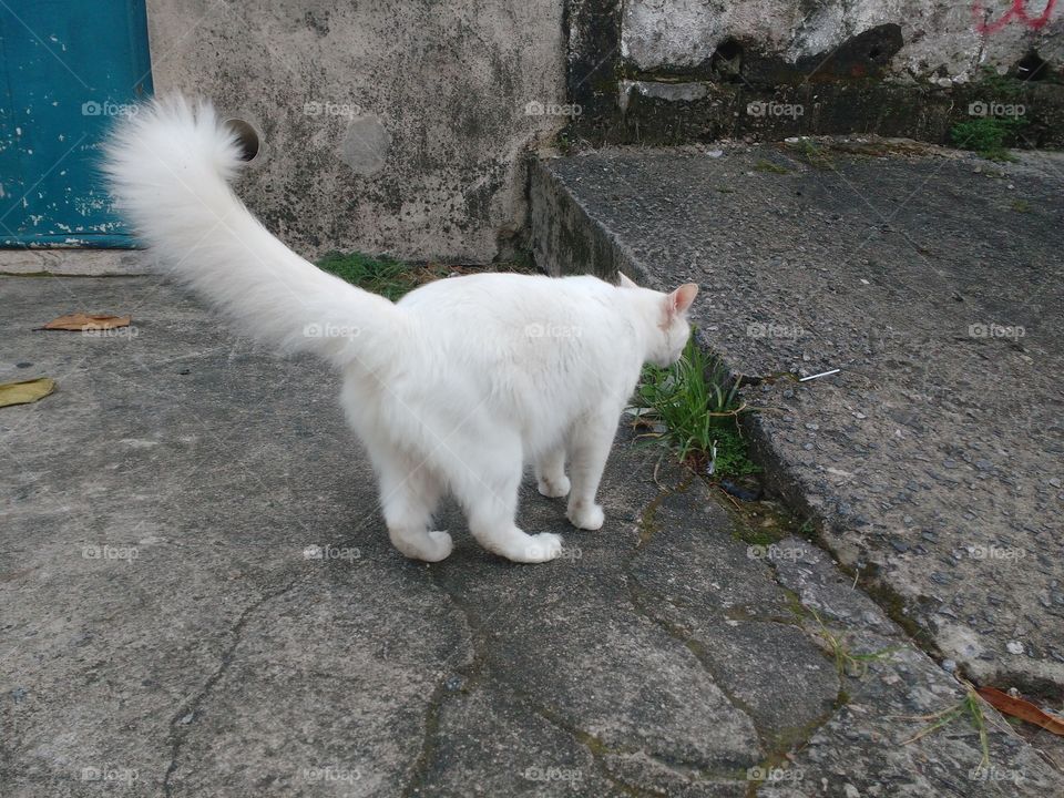 cat white