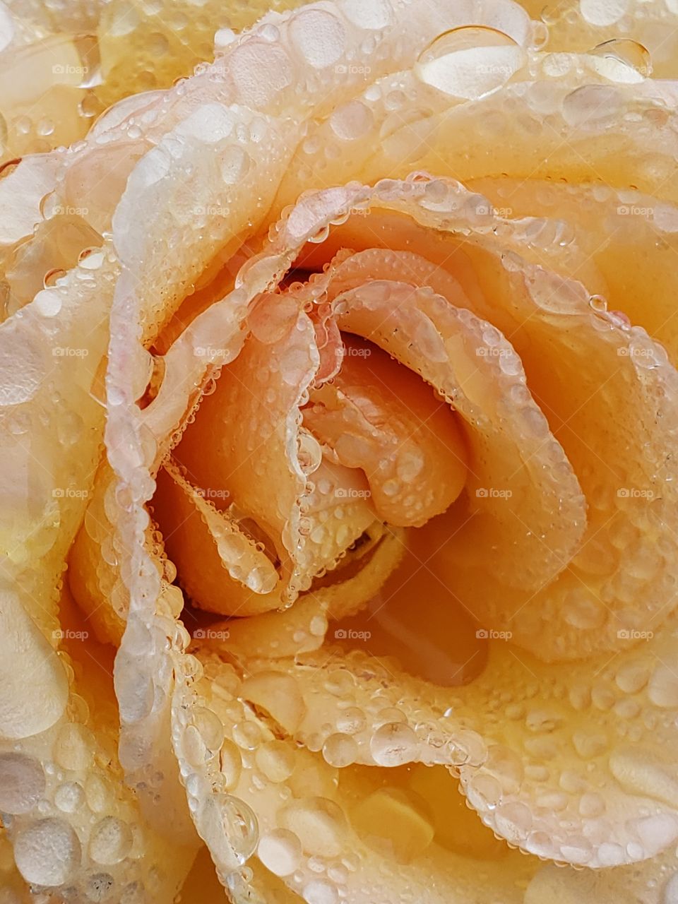 Fine details on the petals of a rose covered in water droplets from a fresh rain