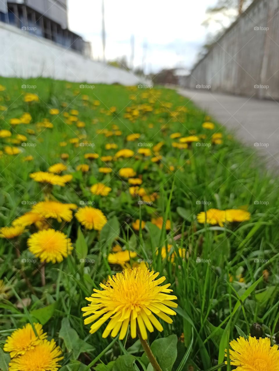 from the ground up. Dandelions.