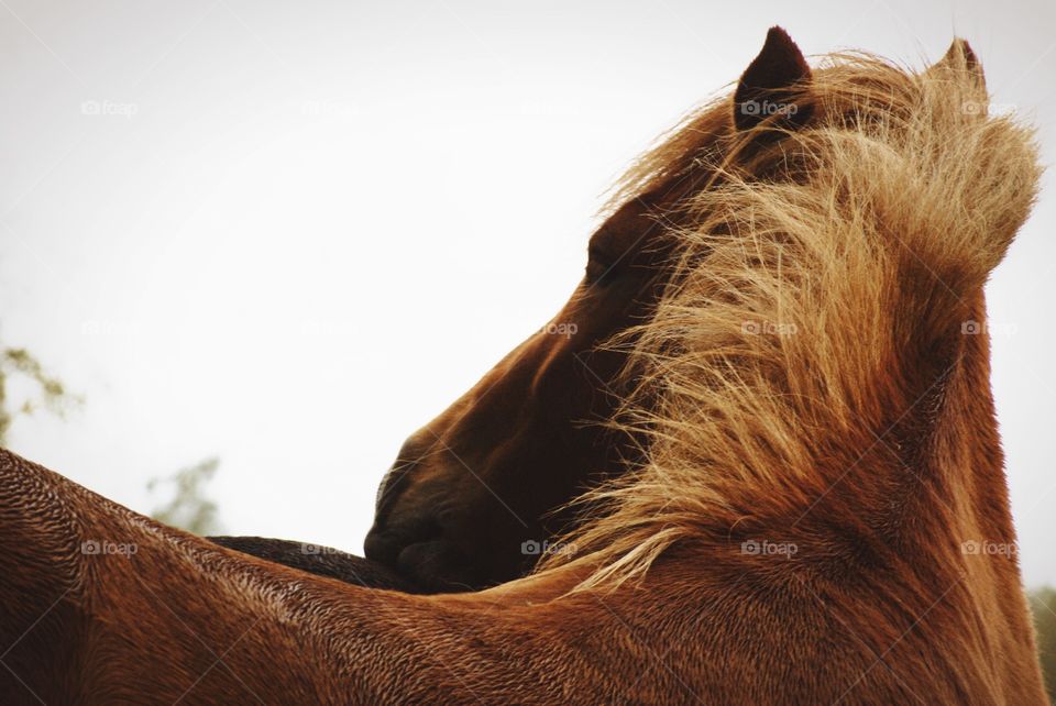 Horse. scratching his friend's back 