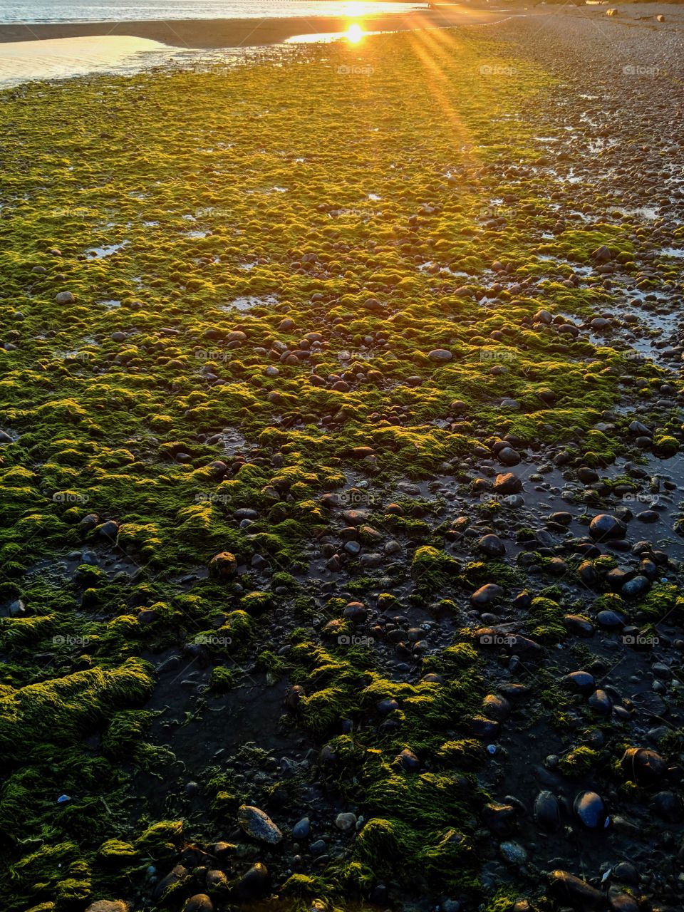 seaweed at sunset