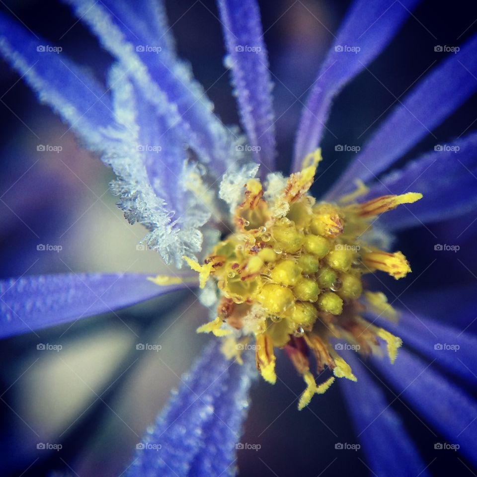 Macro Aster