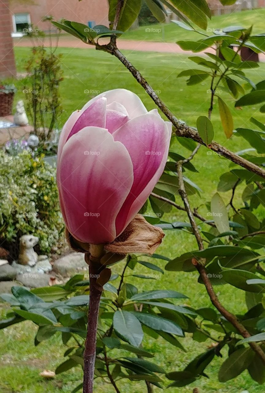 Frühling rosa Blumen grün