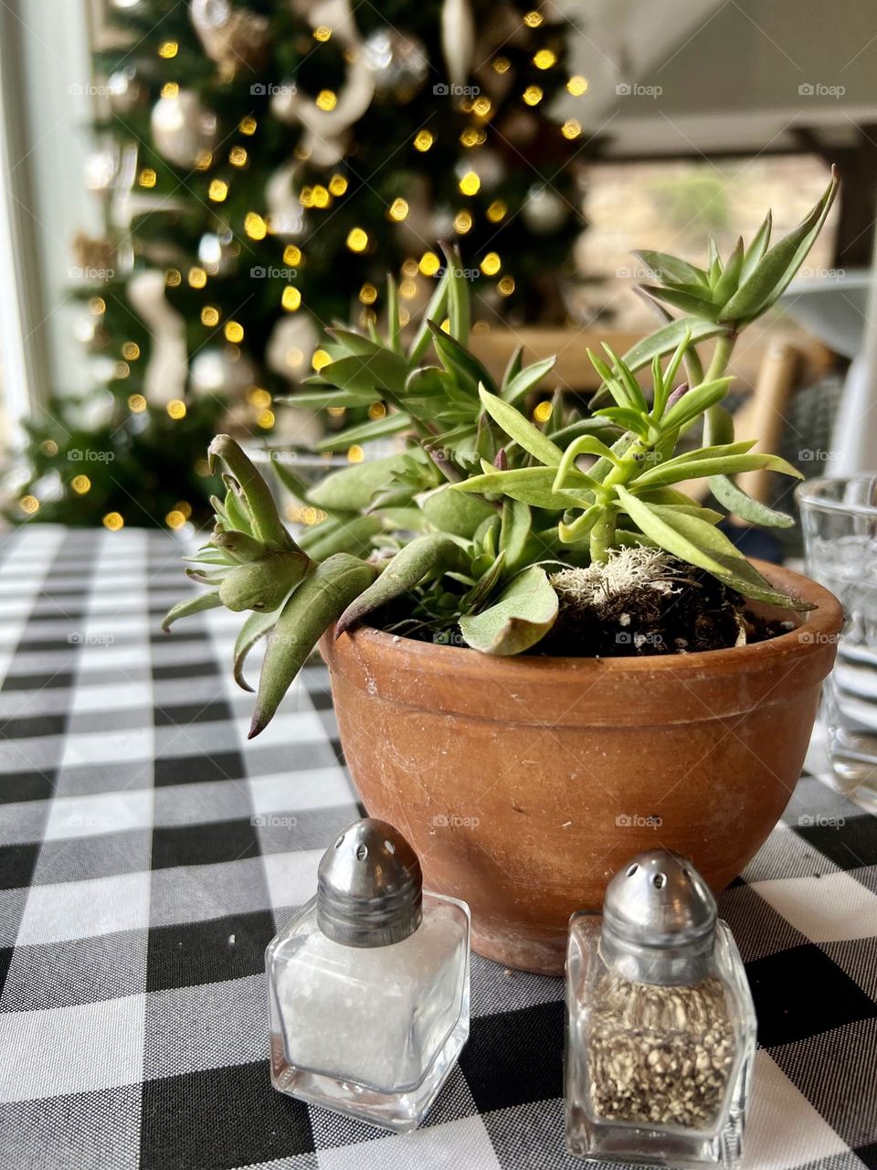 Plants on the table