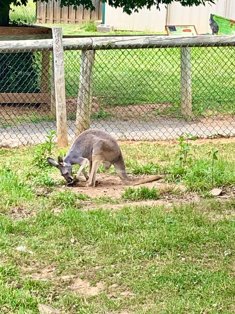 Cute Kangaroo at the Nova Zoo in Virginia  