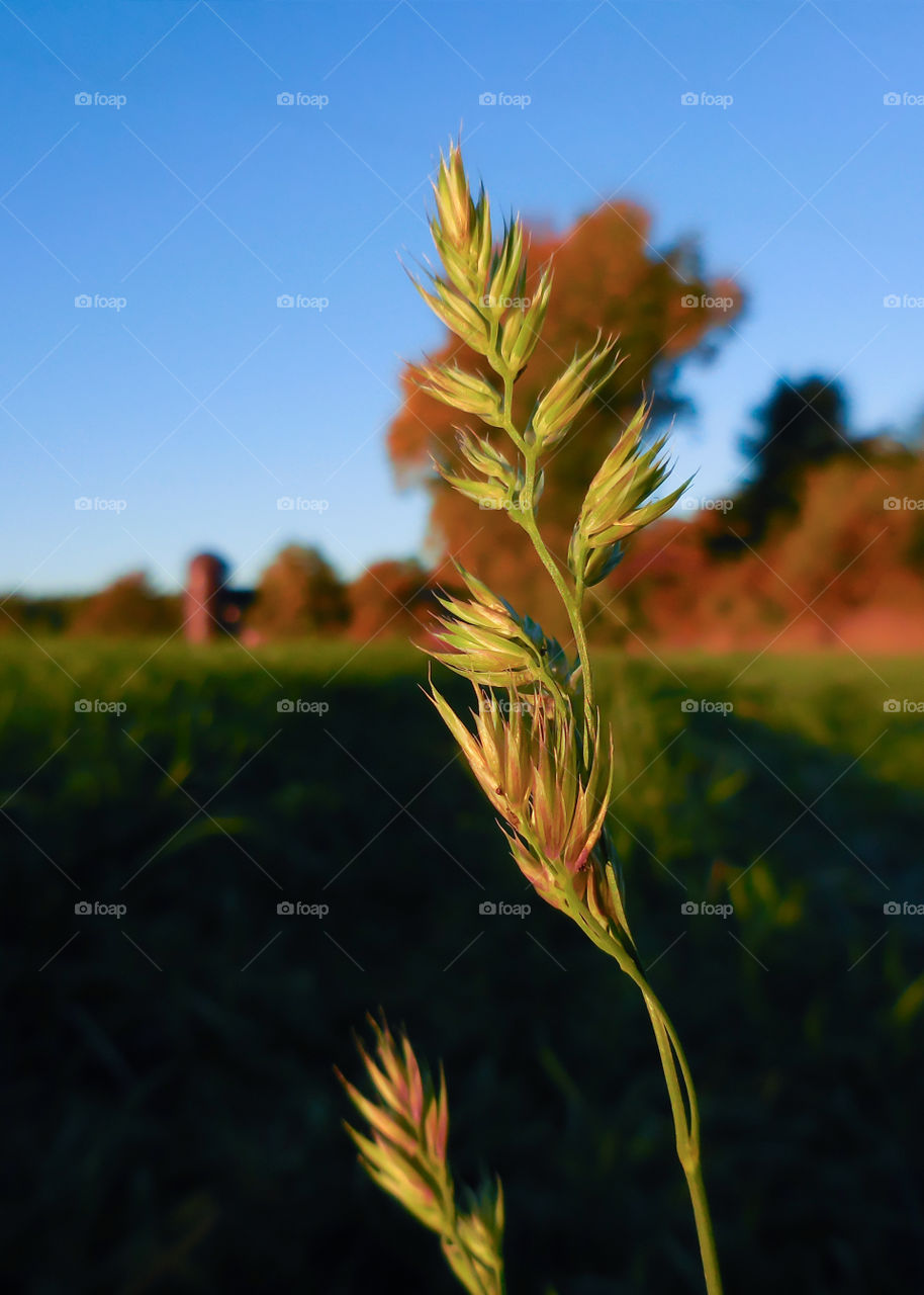 Hay field macro